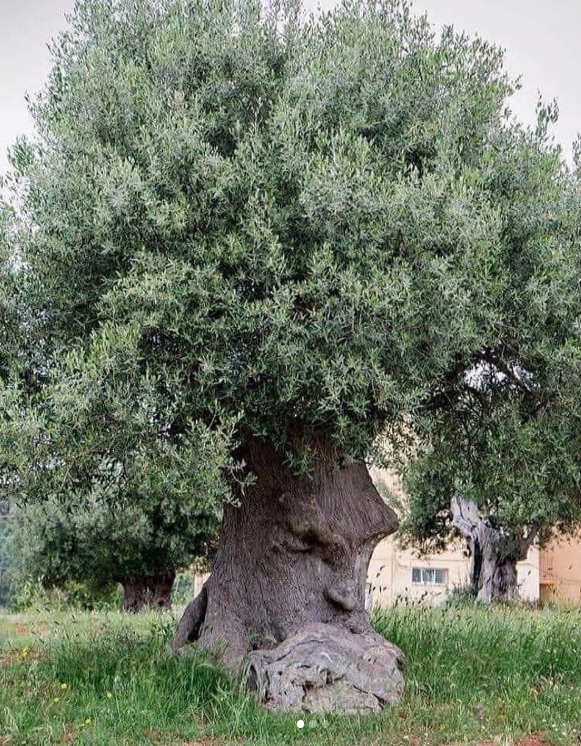 the thinking tree